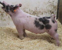 Sire: Foresight<br>
Sire of Dam: Nomad 25-9<br>
Weight: 56<br>
COMMENTS: <BR>
• CYAE and Indy gilt buyers better look in here. This extra stout calico gilt has an awesome skeleton and looks like she will be a truck at 300+ <BR>
• Nomad 25-9 sow we bought from Polich at Breeders Best last year and Nomad sure has made quite the impact on a big level. <BR>
• This is the kind that we think can win at the jackpots throughout the spring and summer and set herself up for a big pay day when she’s done. <BR>
<br>
<a href="https://youtu.be/L3pUHgmLlmY" target="_blank" rel="noopener noreferrer">YOUTUBE LINK</a>