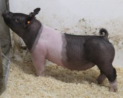 Sire: Coast To Coast<br>
Sire of Dam: Foresight 196-2<br>
Weight: 69<br>
COMMENTS: <BR>
• Real good pair of Coast to Coast gilts out of a dynamite young Foresight sow who shares the same dam as our Grand Barrow at Denver in 2020. <BR>
• 94 is an absolute monster in terms of chest, rib and bone while 95 reads a shot later in her maturity pattern with tremendous look and extension up front. <BR>
<br>
<a href="https://youtu.be/Zgw8dgC9Ugg" target="_blank" rel="noopener noreferrer">YOUTUBE LINK</a>