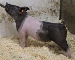 Sire: Coast To Coast<br>
Sire of Dam: Foresight 196-2<br>
Weight: 45<br>
COMMENTS: <BR>
• Real good pair of Coast to Coast gilts out of a dynamite young Foresight sow who shares the same dam as our Grand Barrow at Denver in 2020. <BR>
• 94 is an absolute monster in terms of chest, rib and bone while 95 reads a shot later in her maturity pattern with tremendous look and extension up front. <BR>
<br>
<a href="https://youtu.be/j20Amng5Yzg" target="_blank" rel="noopener noreferrer">YOUTUBE LINK</a>
