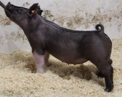 Sire: Coast To Coast<br>
Sire of Dam: Sunshine & Whiskey 27-2<br>
Weight: 39<br>
COMMENTS: <BR>
• There will be some MAJOR breeding value in this one when it’s all said and done! Her dam (Sunshine x Renig) 27-2 is a linebred, ultra-productive sow that we’ve built around. <BR>
• Study her combination of bone and look and it doesn’t take long to figure out she’s a hammer show gilt wherever she goes. <BR>
<br>
<a href="https://youtu.be/kUwMeeCBr8s" target="_blank" rel="noopener noreferrer">YOUTUBE LINK</a>