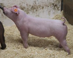 Sire: BD 40-1<br>
Sire of Dam: Boomawang 112-6<br>
Weight: 55<br>
COMMENTS: <BR>
• The 240 litter is the result of our semen collection lab using the same color bottle caps for “BD” and “BB” (Baby Boomer), and someone grabbing the wrong bottle when we went to breed one of our very best young Chester sows. <BR>
• They are absolutely LEGIT! Both lots 97 and 98 are solid white and their ears are PERFECT to be Chesters. Those county shows with a breed classifications – here’s as sure of a bet as we can offer. <BR>
• Those breeders looking for a fun side project, these are the definition of fun! <BR>
<br>
<a href="https://youtu.be/bsNDWi7Yy4g" target="_blank" rel="noopener noreferrer">YOUTUBE LINK</a>