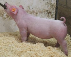 Sire: BD 40-1<br>
Sire of Dam: Boomawang 112-6<br>
Weight: 45<br>
COMMENTS: <BR>
• The 240 litter is the result of our semen collection lab using the same color bottle caps for “BD” and “BB” (Baby Boomer), and someone grabbing the wrong bottle when we went to breed one of our very best young Chester sows. <BR>
• They are absolutely LEGIT! Both lots 97 and 98 are solid white and their ears are PERFECT to be Chesters. Those county shows with a breed classifications – here’s as sure of a bet as we can offer. <BR>
• Those breeders looking for a fun side project, these are the definition of fun! <BR>
<br>
<a href="https://youtu.be/HoVpQlLF88o" target="_blank" rel="noopener noreferrer">YOUTUBE LINK</a>