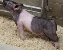 Sire: American Spirit<br>
Sire of Dam: Outbreak 276-11<br>
Weight: 42<br>
COMMENTS: <BR>
• These little 235 litter barrows are going to get something done and we’re betting it’s later in the summer. <BR>
• They’re moderate framed, big headed, heavy legged, and they come in an ultra square, extra athletic package. <BR>
• Dam is a gorgeous young first parity sow here that has a very bright future. <BR>
<br>
<a href="https://youtu.be/0ML762tCvRg" target="_blank" rel="noopener noreferrer">YOUTUBE LINK</a>