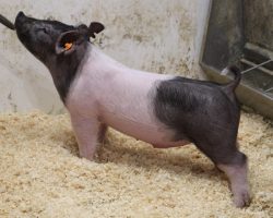 Sire: American Spirit<br>
Sire of Dam: Outbreak 276-11<br>
Weight: 42<br>
COMMENTS: <BR>
• These little 235 litter barrows are going to get something done and we’re betting it’s later in the summer. <BR>
• They’re moderate framed, big headed, heavy legged, and they come in an ultra square, extra athletic package. <BR>
• Dam is a gorgeous young first parity sow here that has a very bright future. <BR>
<br>
<a href="https://www.youtube.com/watch?v=mofX6BPqKag" target="_blank" rel="noopener noreferrer">YOUTUBE LINK</a>