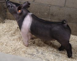 Sire: Hands To Yourself<br>
Sire of Dam: May We All 188-3<br>
Weight: 58<br>
COMMENTS: <BR>
• Big, stout, heavy legged Hands barrows here! <BR>
• These boys read to be extra big ribbed and no doubt they’ll have some grow in them. May and early June fair buyers better look in here. <BR>
• They’re very similar in build and frame to our recent Champion Hamp Barrow at Texas National, also sired by Hands to Yourself. <BR>
<br>
<a href="https://youtu.be/UfjDoJSq730" target="_blank" rel="noopener noreferrer">YOUTUBE LINK</a>