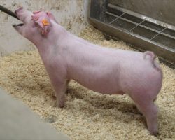Sire: Inside Track<br>
Sire of Dam: Clocks Ticking 8-3<br>
Weight: 63<br>
COMMENTS: <BR>
• Landrace time! These cruisers are sired by the record-selling Landrace boar from Expo last year back on our heaviest muscled Landrace sow from Backman. <BR>
• There will be no shortage of bone and power here, and in our minds that instantly makes these guys serious contenders at Expo or Louisville. <BR>
• Study the photos and videos here and their quality speaks for themselves.