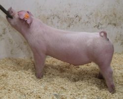 Sire: Inside Track<br>
Sire of Dam: Clocks Ticking 8-3<br>
Weight: 50<br>
COMMENTS: <BR>
• Landrace time! These cruisers are sired by the record-selling Landrace boar from Expo last year back on our heaviest muscled Landrace sow from Backman. <BR>
• There will be no shortage of bone and power here, and in our minds that instantly makes these guys serious contenders at Expo or Louisville. <BR>
• Study the photos and videos here and their quality speaks for themselves. <BR>
<br>
<a href="https://youtu.be/gu16K3cenQg" target="_blank" rel="noopener noreferrer">YOUTUBE LINK</a>