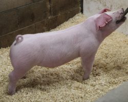 Sire: Inside Track<br>
Sire of Dam: Clocks Ticking 8-3<br>
Weight: 77<br>
COMMENTS: <BR>
• Landrace time! These cruisers are sired by the record-selling Landrace boar from Expo last year back on our heaviest muscled Landrace sow from Backman. <BR>
• There will be no shortage of bone and power here, and in our minds that instantly makes these guys serious contenders at Expo or Louisville. <BR>
• Study the photos and videos here and their quality speaks for themselves. <BR>
<br>
<a href="https://youtu.be/RY8kVtVzU7w" target="_blank" rel="noopener noreferrer">YOUTUBE LINK</a>