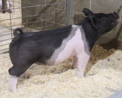 Sire: BD 40-1<br>
Dam: Foresight 198-6<br>
COMMENTS: <BR>
• Extra exciting gilt out of a litter that was flat killer and was vastly popular in our February sale. Littermates included lots 1, 2, 5, and 6 and they were extremely well-received!<br>
• Dam was a dominant show gilt for Amanda Carter in the northwest in 2020 (Foresight x Blurred Vision 113-2 x Visionary 71-2) and her grand dam is Overruled's mom<br>
• This one is easy on the eyes! Stout, proportional, balanced, and flat sexy! It's not too late to buy the potential CYAE winning gilt or for those jackpotters out there, this one is ready to set in the ring and bring home some hardware! <br>
<br>
<a href="https://youtu.be/N80L2Q-DWTk" target="_blank" rel="noopener noreferrer">YOUTUBE LINK</a>