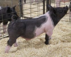Sire: Blackbeard<br>
Dam: Shine On 228-2<br>
COMMENTS: <BR>
• 28-1 was the barrow we had pegged for The Catalyst and he's a really uniquely built creature! <br>
• This guy brings sheer skeletal width and ruggedness of skeleton at a high level and he does it in a complete, square built package<br>
• Bold ribbed, big chested, and that striking black leg should make this barrow an instant attention grabber on the show circuit and at the big one this summer when it counts!<br>
<br>
<a href="https://youtu.be/q580FH-Nj3M" target="_blank" rel="noopener noreferrer">YOUTUBE LINK</a>