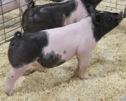 Sire: Rowdy Rebound <br>
Dam: Wedding Night 24-2<br>
COMMENTS: <BR>
• The big backed, big pinned, POWERED UP one out of the extra deep 37 litter Rowdys!<br>
• Littermates are lots 8 and 9 in the sale and truthfully the entire litter has been very impressive in terms of how exceptional they are through their front end. This one comes with a HUGE pinset and yet maintains squareness at the ground exceptionally well!<br>
• Spring is jackpot season on the west coast and when this one gets set in the ring, look out, it's going to be a fun ride!<br>
<br>
<a href="https://youtu.be/7M1PpqvbOaQ" target="_blank" rel="noopener noreferrer">YOUTUBE LINK</a>