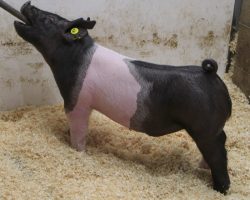 Sire: Wed Locked <br>
Sire of Dam: Never Before 61-10<br>
Weight: 66<br>
COMMENTS: <br>
• The 22’s are one of those litters you dream about having and I think it took about 10 seconds for us to decide they were the ones to lead the sale off with! <br>
• Wedlocked is proving his prepotency with every litter, and no doubt these 22’s highlight what he can do to the highest degree <br>
• They are dammed by a killer young (Never Before x Straight Survivor 142-2) sow who is out of BD 40-1’s mom! <br>
• Study the photos and videos here – these are the kind that can win at any level, anywhere! <br>
<BR>
<a href="https://youtu.be/jvp1M__8CM8" target="_blank" rel="noopener noreferrer">YOUTUBE LINK</a>