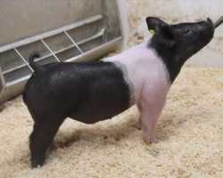 Sire: Wed Locked <br>
Sire of Dam: Never Before 61-10<br>
Weight: 60<br>
COMMENTS: <BR>
• The 22’s are one of those litters you dream about having and I think it took about 10 seconds for us to decide they were the ones to lead the sale off with! <br>
• Wedlocked is proving his prepotency with every litter, and no doubt these 22’s highlight what he can do to the highest degree <br>
• They are dammed by a killer young (Never Before x Straight Survivor 142-2) sow who is out of BD 40-1’s mom! <br>
• Study the photos and videos here – these are the kind that can win at any level, anywhere! <br>
<BR>
<br>
<a href="https://youtu.be/CyXuKAaSCbk" target="_blank" rel="noopener noreferrer">YOUTUBE LINK</a>