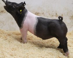 Sire: Wed Locked <br>
Sire of Dam: Never Before 61-10<br>
Weight: 64<br>
COMMENTS: <BR>
• The 22’s are one of those litters you dream about having and I think it took about 10 seconds for us to decide they were the ones to lead the sale off with! <br>
• Wedlocked is proving his prepotency with every litter, and no doubt these 22’s highlight what he can do to the highest degree <br>
• They are dammed by a killer young (Never Before x Straight Survivor 142-2) sow who is out of BD 40-1’s mom! <br>
• Study the photos and videos here – these are the kind that can win at any level, anywhere! <br>
<BR>
<br>
<a href="https://youtu.be/HRLuT6oWTnk" target="_blank" rel="noopener noreferrer">YOUTUBE LINK</a>