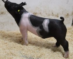 Sire: Wed Locked <br>
Sire of Dam: Never Before 61-10<br>
Weight: 65<br>
COMMENTS: <BR>
• The 22’s are one of those litters you dream about having and I think it took about 10 seconds for us to decide they were the ones to lead the sale off with! <br>
• Wedlocked is proving his prepotency with every litter, and no doubt these 22’s highlight what he can do to the highest degree <br>
• They are dammed by a killer young (Never Before x Straight Survivor 142-2) sow who is out of BD 40-1’s mom! <br>
• Study the photos and videos here – these are the kind that can win at any level, anywhere! <br>
<BR>
<br>
<a href="https://youtu.be/f3IDgX3kqaY" target="_blank" rel="noopener noreferrer">YOUTUBE LINK</a>