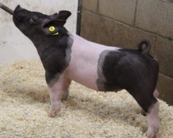 Sire: Blackbeard <br>
Sire of Dam: Shine On 228-2<br>
Weight: 57<br>
COMMENTS: <BR>
• KILLER Blackbeard gilt to start off the females in our historically top sale of the year! <br>
• Blackbeard is the linebred boar at Kurt Morgan’s whose parents are both out of Wedding night’s sister and these pigs are stout and great bodied!<br>
• (Shine On x Renig 6-6) 228-2 momma is one that never misses and is extra productive. <br>
• Square built, good legged, and she offers tremendous extension from her blade forward – this is the kind that wins early but only continues to get better as she matures
<BR>
<br>
<a href="https://youtu.be/GMA9Hb-t6y0" target="_blank" rel="noopener noreferrer">YOUTUBE LINK</a>