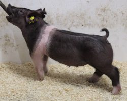 Sire: Wed Locked <br>
Sire of Dam: Never Before 61-10<br>
Weight: 49<br>
COMMENTS: <BR>
• The 22’s are one of those litters you dream about having, they are incredible!
• Lots 6 and 7 are mates to lots 1 through 4 barrows and they are every bit as impressive! <br>
• Wedlocked is proving his prepotency with every litter, and no doubt these 22’s highlight what he can do to the highest degree<br>
• They are dammed by a killer young (Never Before x Straight Survivor 142-2) sow who is out of BD 40-1’s mom! <br>
• Study the photos and videos here – these are the kind that can win at any level, anywhere. From a female standpoint, the endpoint value here can be incredible!
<BR>
<br>
<a href="https://youtu.be/gvDj9vzYvJg" target="_blank" rel="noopener noreferrer">YOUTUBE LINK</a>