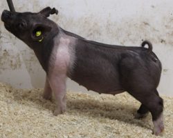 Sire: Wed Locked <br>
Sire of Dam: Never Before 61-10<br>
Weight: 49<br>
COMMENTS: <BR>
• The 22’s are one of those litters you dream about having, they are incredible!
• Lots 6 and 7 are mates to lots 1 through 4 barrows and they are every bit as impressive! <br>
• Wedlocked is proving his prepotency with every litter, and no doubt these 22’s highlight what he can do to the highest degree<br>
• They are dammed by a killer young (Never Before x Straight Survivor 142-2) sow who is out of BD 40-1’s mom! <br>
• Study the photos and videos here – these are the kind that can win at any level, anywhere. From a female standpoint, the endpoint value here can be incredible!
<BR>
<br>
<a href="https://youtu.be/RJ4dCkxigpU" target="_blank" rel="noopener noreferrer">YOUTUBE LINK</a>
