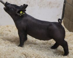 Sire: Rowdy Rebound <br>
Sire of Dam: Wedding Night 24-2<br>
Weight: 39<br>
COMMENTS: <BR>
• Lots 8 and 9 are a killer pair of Rowdy Rebound gilts and we LOVE the look he is stamping in his offspring!<br>
• They are extra extended up front, yet have a super stout skull and their running gears are exceptional in terms of reach and athleticism off both ends!<br>
• Extra good 24-2 (Wedding Night x American Bad Boy 144-7 x Monster Square 46-1) momma behind them and she’s made more than her share of winners. 24-2 is a littermate to Up Down’s dam.
<BR>
<br>
<a href="https://youtu.be/kIHU1MarudE" target="_blank" rel="noopener noreferrer">YOUTUBE LINK</a>