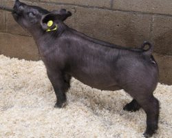 Sire: Rowdy Rebound <br>
Sire of Dam: Wedding Night 24-2<br>
Weight: 38<br>
COMMENTS: <BR>
• Lots 8 and 9 are a killer pair of Rowdy Rebound gilts and we LOVE the look he is stamping in his offspring!<br>
• They are extra extended up front, yet have a super stout skull and their running gears are exceptional in terms of reach and athleticism off both ends!<br>
• Extra good 24-2 (Wedding Night x American Bad Boy 144-7 x Monster Square 46-1) momma behind them and she’s made more than her share of winners. 24-2 is a littermate to Up Down’s dam.
<BR>
<br>
<a href="https://youtu.be/XC91oAVfN8I" target="_blank" rel="noopener noreferrer">YOUTUBE LINK</a>