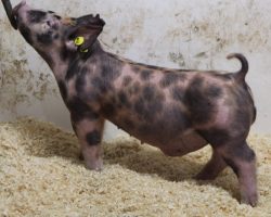 Sire: 3 Peat <br>
Sire of Dam: Lit Fuse 204-5<br>
Weight: 46<br>
COMMENTS: <BR>
• The 20 litter has been absolutely incredible and they’ve been so fun to watch develop, not only because they’re so good and unique in the way they are put together, but also because there’s one of every color!<br>
• Study the photos and videos here and it doesn’t take long to realize these guys are very special. They’re super square built and offer the perfect combination of bone, eye appeal, and correctness of skeleton. <br>
• If you’re serious about winning in July or August, whether that be in California, Oregon, or the Midwest, you might want to get real serious about these 20 litter barrows
<BR>
<br>
<a href="https://youtu.be/LreN6ZvAD6U" target="_blank" rel="noopener noreferrer">YOUTUBE LINK</a>