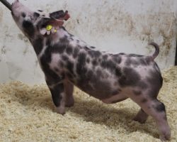Sire: 3 Peat <br>
Sire of Dam: Lit Fuse 204-5<br>
Weight: 52<br>
COMMENTS: <BR>
• The 20 litter has been absolutely incredible and they’ve been so fun to watch develop, not only because they’re so good and unique in the way they are put together, but also because there’s one of every color!<br>
• Study the photos and videos here and it doesn’t take long to realize these guys are very special. They’re super square built and offer the perfect combination of bone, eye appeal, and correctness of skeleton. <br>
• If you’re serious about winning in July or August, whether that be in California, Oregon, or the Midwest, you might want to get real serious about these 20 litter barrows
<BR>
<br>
<a href="https://youtu.be/Fzx9FOy4Il0" target="_blank" rel="noopener noreferrer">YOUTUBE LINK</a>