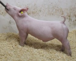 Sire: 3 Peat <br>
Sire of Dam: Lit Fuse 204-5<br>
Weight: 53<br>
COMMENTS: <BR>
• The 20 litter has been absolutely incredible and they’ve been so fun to watch develop, not only because they’re so good and unique in the way they are put together, but also because there’s one of every color!<br>
• Study the photos and videos here and it doesn’t take long to realize these guys are very special. They’re super square built and offer the perfect combination of bone, eye appeal, and correctness of skeleton. <br>
• If you’re serious about winning in July or August, whether that be in California, Oregon, or the Midwest, you might want to get real serious about these 20 litter barrows
<BR>
<br>
<a href="https://youtu.be/bELJkmhrUF4" target="_blank" rel="noopener noreferrer">YOUTUBE LINK</a>
