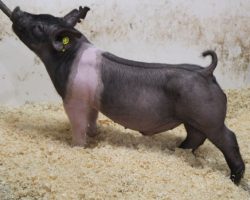 Sire: 3 Peat <br>
Sire of Dam: Lit Fuse 204-5<br>
Weight: 57<br>
COMMENTS: <BR>
• The 20 litter has been absolutely incredible and they’ve been so fun to watch develop, not only because they’re so good and unique in the way they are put together, but also because there’s one of every color!<br>
• Study the photos and videos here and it doesn’t take long to realize these guys are very special. They’re super square built and offer the perfect combination of bone, eye appeal, and correctness of skeleton. <br>
• If you’re serious about winning in July or August, whether that be in California, Oregon, or the Midwest, you might want to get real serious about these 20 litter barrows
<BR>
<br>
<a href="https://youtu.be/w3j1oKb-nlM" target="_blank" rel="noopener noreferrer">YOUTUBE LINK</a>