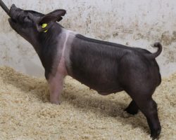 Sire: Wed Locked <br>
Sire of Dam: On Point 196-6<br>
Weight: 65<br>
COMMENTS: <BR>
• DYNAMITE belted Wedlocked barrow here out of a killer young (On Point x Sunshine & Whiskey) sow!<br>
• This guy reminds us very much of his sire Wedlocked, as he’s huge chested and big muscled, yet comes in a very proportional, square built package with good extension.<br>
• These Wedlockeds are poised to have an incredible summer and no doubt 4-3 is one of the very best barrows we’ve offered!
<BR>
<br>
<a href="https://youtu.be/rehfxjOyaLA" target="_blank" rel="noopener noreferrer">YOUTUBE LINK</a>