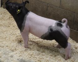 Sire: BD 40-1 <br>
Sire of Dam: Teen Spirit 107-3<br>
Weight: 51<br>
COMMENTS: <BR>
• The 33’s are a super fun pair of BD 40-1 gilts out of one of our very best young sows!<br>
• 107-3 momma (Teen Spirit x 225K 249-2 x Monster Square 46-1) is as gorgeous as they come and her May We All litter sold in March 2021 contained several elite individuals, including the Grand Overall at the Hartford Independent Fair in Ohio shown by Cody Foor.<br>
• Like most BD’s, these gilts have a big chest, huge legs, and a big ribcage along with a square build and great running gears. These are the kind that can win at any level!
<BR>
<br>
<a href="https://youtu.be/vPMHRQK_nBM" target="_blank" rel="noopener noreferrer">YOUTUBE LINK</a>