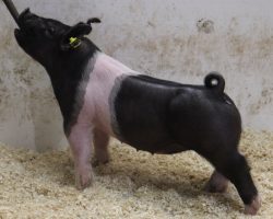 Sire: BD 40-1 <br>
Sire of Dam: Teen Spirit 107-3<br>
Weight: 48<br>
COMMENTS: <BR>
• The 33’s are a super fun pair of BD 40-1 gilts out of one of our very best young sows!<br>
• 107-3 momma (Teen Spirit x 225K 249-2 x Monster Square 46-1) is as gorgeous as they come and her May We All litter sold in March 2021 contained several elite individuals, including the Grand Overall at the Hartford Independent Fair in Ohio shown by Cody Foor.<br>
• Like most BD’s, these gilts have a big chest, huge legs, and a big ribcage along with a square build and great running gears. These are the kind that can win at any level!
<BR>
<br>
<a href="https://youtu.be/OlTMo1iJqyc" target="_blank" rel="noopener noreferrer">YOUTUBE LINK</a>