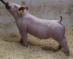 Sire: 3 Peat <br>
Sire of Dam: Outbreak 201-5<br>
Weight: 44<br>
COMMENTS: <BR>
• Super sexy, stout legged 3 Peat gilt here!
• 201-5 dam was the Grand Overall at Parker County, TX last year shown by Selah Salmons<br>
• This one offers big, big legs with lots of hair and she comes with a gorgeous profile from the side! <br>
• The 3 Peats have been extremely good, we used 3 Peat super hard for our January sale set and have been very impressed. 38-3 reads a shot stouter than most and we are WAY EXCITED about her future!
<BR>
<br>
<a href="https://youtu.be/FRn8VW688Gw" target="_blank" rel="noopener noreferrer">YOUTUBE LINK</a>
