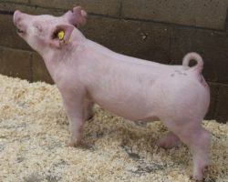 Sire: 3 Peat <br>
Sire of Dam: Back To The Future 134-6<br>
Weight: 43<br>
COMMENTS: <BR>
• Outstanding, extra good built blue gilt out of a killer young first parity sow!<br>
• Study this one’s pattern from the profile, she’s extra elite from the side and we love her maturity pattern. She reads like the kind that gets along early at the jackpots but is a KILLER big one in the end! <br>
• CYAE and Indy gilt buyers, better study this one hard. She has a bright future!
<BR>
<br>
<a href="https://youtu.be/R2ozcBiPFJg" target="_blank" rel="noopener noreferrer">YOUTUBE LINK</a>