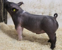Sire: One Step Closer <br>
Sire of Dam: Short Bus 12-3<br>
Weight: 65<br>
COMMENTS: <BR>
• These 18 litter barrows are big for their age and they’re mega stout! <br>
• They come with monster legs, extra hair, and a really square built skeleton, not to mention they’re huge chested and offer tremendous shape through their center body.<br>
• Sire One Step Closer is the Git R Done boar at Herren’s that we used hard for November and December litters and we’ve been very impressed. Dam 12-3 is the very best daughter of Renig 15-10 and she’s one we continue to build around. <br>
• There is extra elite potential here!
<BR>
<br>
<a href="https://youtu.be/cpK6UIh3tVA" target="_blank" rel="noopener noreferrer">YOUTUBE LINK</a>