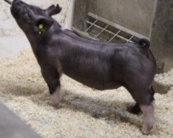 Sire: One Step Closer <br>
Sire of Dam: Short Bus 12-3<br>
Weight: 72<br>
COMMENTS: <BR>
• These 18 litter barrows are big for their age and they’re mega stout! <br>
• They come with monster legs, extra hair, and a really square built skeleton, not to mention they’re huge chested and offer tremendous shape through their center body.<br>
• Sire One Step Closer is the Git R Done boar at Herren’s that we used hard for November and December litters and we’ve been very impressed. Dam 12-3 is the very best daughter of Renig 15-10 and she’s one we continue to build around. <br>
• There is extra elite potential here!
<BR>
<br>
<a href="https://youtu.be/10cOFI6OsBo" target="_blank" rel="noopener noreferrer">YOUTUBE LINK</a>