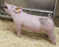 Sire: 3 Peat <br>
Sire of Dam: Outbreak 211-6<br>
Weight: 58<br>
COMMENTS: <BR>
• Hairy, extra big legged blue barrow here!
• His dam 211-6 (Outbreak x Wedding Blues) was Amanda Carter’s elite show gilt from last spring that laid down and had an extremely impressive litter<br>
• Jet fronted, stout meloned, and big pinned and the best part is that he comes with a great pastern set and tremendous reach off both ends. We think this guy can be big time!
<BR>
<br>
<a href="https://youtu.be/6H0hHPXjtkE" target="_blank" rel="noopener noreferrer">YOUTUBE LINK</a>