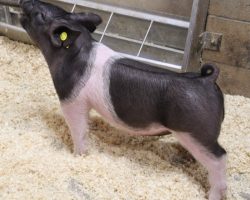 Sire: OCD <br>
Sire of Dam: Sun Daze 45-5<br>
Weight: 55<br>
COMMENTS: <BR>
• These 32 litter OCD barrows are going to be way fun and these are the kind it takes to win at a Midwest State Fair or CYAE<br>
• These guys are moderate framed, yet long necked and they take hair to a new level! We love how square built and round ribbed they are, and they can really reach and go off both ends<br>
• Sun Daze 45-5 dam shares the same mom as BR 64-1 and Rowdy Rebound and her first litter farrowed last summer contained Mari Horwath’s elite barrow shown at Fort Worth last month
<BR>
<br>
<a href="https://youtu.be/mIpzwW725Qo" target="_blank" rel="noopener noreferrer">YOUTUBE LINK</a>