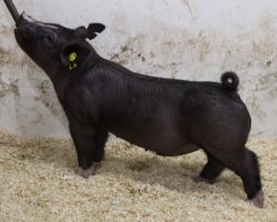 Sire: OCD <br>
Sire of Dam: Sun Daze 45-5<br>
Weight: 53<br>
COMMENTS: <BR>
• These 32 litter OCD barrows are going to be way fun and these are the kind it takes to win at a Midwest State Fair or CYAE<br>
• These guys are moderate framed, yet long necked and they take hair to a new level! We love how square built and round ribbed they are, and they can really reach and go off both ends<br>
• Sun Daze 45-5 dam shares the same mom as BR 64-1 and Rowdy Rebound and her first litter farrowed last summer contained Mari Horwath’s elite barrow shown at Fort Worth last month
<BR>
<br>
<a href="https://youtu.be/tVBkGYn20T0" target="_blank" rel="noopener noreferrer">YOUTUBE LINK</a>