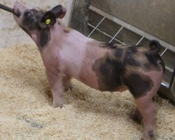 Sire: Say Your Prayers <br>
Sire of Dam: Dirty Secret 50-2<br>
Weight: 61<br>
COMMENTS: <BR>
• Super neat jackpot gilt here! This one is colored up and comes with all the bells and whistles! <br>
• Sire Say Your Prayers at Cody Berling’s is (Believe in Me x Visionary) and shares the same dam as Foresight and Rockstar. Dam 50-2 (Dirty Secret x Cookie x No Limits) is our great Lackey sow that never misses<br>
• This girl is long necked, loaded with shape, and offers a dynamic profile from the side!
<BR>
<br>
<a href="https://youtu.be/bqmWPbenL5U" target="_blank" rel="noopener noreferrer">YOUTUBE LINK</a>