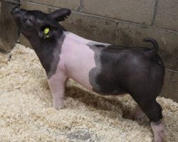 Sire: Wed Locked <br>
Sire of Dam: Gorilla 285-4<br>
Weight: 53<br>
COMMENTS: <BR>
•Big chested, bold ribbed Wedlocked gilt here! <br>
• Gorilla 285-4 momma shares the same dam as Up Down and her grandma is the great American Bad Boy 144-7 sow <br>
• This one’s pattern and look from the side is extremely good, and she combines that with tremendous natural width and stoutness. We read her as the kind that can get big enough to play hard at Indy or CYAE and have tons of end point value as a show pig momma when it’s all said and done!
<BR>
<br>
<a href="https://youtu.be/62AedblXlII" target="_blank" rel="noopener noreferrer">YOUTUBE LINK</a>
