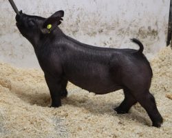 Sire: 3 Peat <br>
Sire of Dam: Outta Line 52-9<br>
Weight: 70<br>
COMMENTS: <BR>
• Big time black show barrow here, and don’t be afraid of the color. When they’re this good, they can win at all levels!<br>
• This cat is mega stout, big pinned and busted wide open at the ground and he still remains a very complete, balanced package <br>
• Dam 52-9 is our very favorite Outta Line daughter and her dam is the great Renig 28-11 sow
<BR>
<br>
<a href="https://youtu.be/WUzjMlYbkhU" target="_blank" rel="noopener noreferrer">YOUTUBE LINK</a>