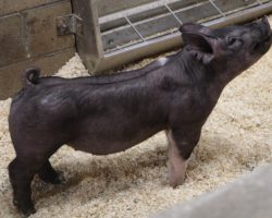 Sire: BD 40-1 <br>
Sire of Dam: Teen Spirit 103-4<br>
Weight: 60<br>
COMMENTS: <BR>
• Not the best picture of a very, very good show barrow! Study the video and it doesn’t take long to realize that 8-1 is extra stout and built right from the ground up!<br>
• BD continues to impress us set after set and we will put these pigs up against anything out there! They are so good built and heavy boned!<br>
• Dynamite Teen Spirit x Straight Survivor x Wedding Night momma behind this guy. We are WAY IN here!
<BR>
<br>
<a href="https://youtu.be/dE4aHQBDt78" target="_blank" rel="noopener noreferrer">YOUTUBE LINK</a>