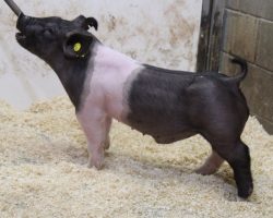 Sire: BR 64-1<br>
Sire of Dam: Shine On 143-5<br>
Weight: 57<br>
COMMENTS: <BR>
• We love the maturity pattern on this little 34 litter belted barrow! He reads like he can get nasty good come late July or August! <br>
• This guy is stout headed, big chested, and offers a killer hip and hind leg with the right maturity pattern<br>
• Sire BR 64-1 just sired the Grand Champion Crossbred Gilt at San Antonio and he continues to do a bang up job here!
<BR>
<br>
<a href="https://youtu.be/-1cImeoWjZA" target="_blank" rel="noopener noreferrer">YOUTUBE LINK</a>