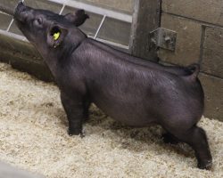 Sire: Rowdy Rebound<br>
Sire of Dam: Wedding Night 24-2<br>
Weight: 39<br>
COMMENTS: <BR>
• Killer mate to the lots 8 and 9 gilts in the sale and Rowdy sure is stamping a VERY UNIQUE LOOK!<br>
• This guy is extra extended up front, yet has a super stout skull and his running gears are exceptional in terms of reach and athleticism off both ends<br>
• Extra good 24-2 (Wedding Night x American Bad Boy 144-7 x Monster Square 46-1) momma behind him and she’s made more than her share of winners. 24-2 is a littermate to Up Down’s dam.
<BR>
<br>
<a href="https://youtu.be/wFCwvKc59mo" target="_blank" rel="noopener noreferrer">YOUTUBE LINK</a>