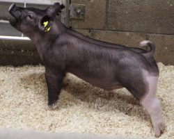 Sire: BD 40-1<br>
Sire of Dam: Rule 21 215-5<br>
Weight: 37<br>
COMMENTS: <BR>
• The 44 litter has really impressed us from the start and no doubt they are one of the very deepest in the entire set<br>
• Their dam, 215-5 (Rule 21 x Visionary 254-2) shares the same mom as Outbreak and Breaking Bad, both of whom had a killer 2021. Breaking Bad just recently sired the Reserve Grand barrow at San Antonio last week! <br>
• Study the photos here and quite simply these are STOUT pigs with great extension in a good built package. That’s what it’s going to take to win in 2022 and we are confident the 44’s will get you there!
<br>
<br>
<a href="https://youtu.be/ClI2_E9IUWU" target="_blank" rel="noopener noreferrer">YOUTUBE LINK</a>