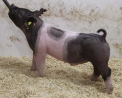 Sire: BD 40-1<br>
Sire of Dam: Rule 21 215-5<br>
Weight: 38<br>
COMMENTS: <BR>
• The 44 litter has really impressed us from the start and no doubt they are one of the very deepest in the entire set<br>
• Their dam, 215-5 (Rule 21 x Visionary 254-2) shares the same mom as Outbreak and Breaking Bad, both of whom had a killer 2021. Breaking Bad just recently sired the Reserve Grand barrow at San Antonio last week! <br>
• Study the photos here and quite simply these are STOUT pigs with great extension in a good built package. That’s what it’s going to take to win in 2022 and we are confident the 44’s will get you there!
<br>
<br>
<a href="https://youtu.be/e2E9YrAZLZw" target="_blank" rel="noopener noreferrer">YOUTUBE LINK</a>
