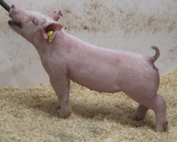 Sire: 3 Peat <br>
Sire of Dam: Outbreak 211-6<br>
Weight: 40<br>
COMMENTS: <BR>
• Beautiful solid white gilt out of Amanda Carter’s elite show gilt from last spring (Outbreak x Wedding Blues)<br>
• Lot 32 is as tall fronted and long necked as anything the offering and we love how she reads in terms of maturity pattern <br>
• She offers a great set of feet and legs in an ultra attractive package, and no doubt is the kind that only gets better every day
<br>
<br>
<a href="https://youtu.be/ivz8SzDOyDA" target="_blank" rel="noopener noreferrer">YOUTUBE LINK</a>