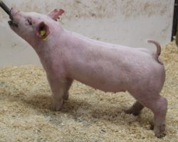 Sire: 3 Peat <br>
Sire of Dam: May We All 224-7<br>
Weight: 50<br>
COMMENTS: <BR>
• Another extra neat white gilt that comes in a shot stouter package! <br>
• Dam 224-7 (May We All x Rockstar) was Allie Stonebarger’s mega-stout black gilt shown last summer who is a mate to the Grand Overall Gilt at CYAE last year shown by Paige Vierra<br>
• Extended, correct, and extra good looking, yet she packs a big punch in terms of width and power!
<br>
<br>
<a href="https://youtu.be/ivz8SzDOyDA" target="_blank" rel="noopener noreferrer">YOUTUBE LINK</a>