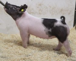 Sire: American Spirit <br>
Sire of Dam: On Target 80-4<br>
Weight: 57<br>
COMMENTS: <BR>
• Show gilt deluxe here! This extra cool-marked gilt is flat tricked out! <br>
• Big legged, hairy, and uber-extended through her front one-third, this gilt is sure to turn any judge’s head and she comes with the right build to get it done in the end!<br>
• For those looking at females to build around, this one’s pedigree offers tremendous value as her dam and her grand dam on the sire side are full sisters and they are as productive as they come. They’re the “good stuff” we continue to build around generation after generation
<br>
<br>
<a href="https://youtu.be/rLvJxADkMos" target="_blank" rel="noopener noreferrer">YOUTUBE LINK</a>