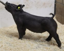 Sire: OCD <br>
Sire of Dam: Wedding Night 87-2<br>
Weight: 48<br>
COMMENTS: <BR>
• We think this jet black OCD gilt has a chance to be way big time! She’s got tremendous extension and look from the side and no doubt she will continue to mass up and be an absolute beast in the end! <br>
• 87-2 (Wedding Night x Outmanned x No Fare 10-11) momma raised the grand barrow at the Missouri State Fair in 2019 and she continues to generate extremely well for our program<br>
• Sire OCD at Morgan’s has been very popular and we LOVE the two litters we have in the set.
<br>
<br>
<a href="https://youtu.be/XtUeNNLV-_w" target="_blank" rel="noopener noreferrer">YOUTUBE LINK</a>